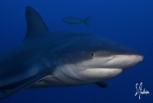 Lots of sharks some quite big were found during our dive ... by Steven Anderson 